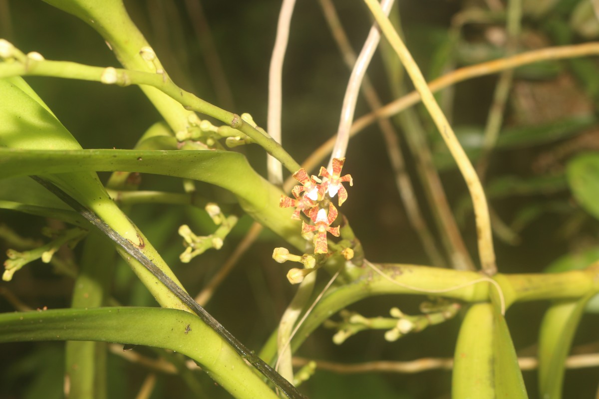 Acampe ochracea (Lindl.) Hochr.